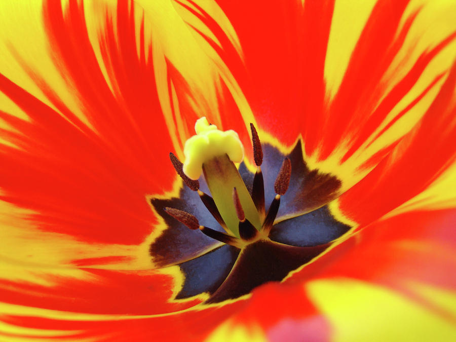 tulip-flower-floral-art-print-red-yellow-tulips-baslee-troutman-baslee-troutman-fine-art-print-collections.jpg