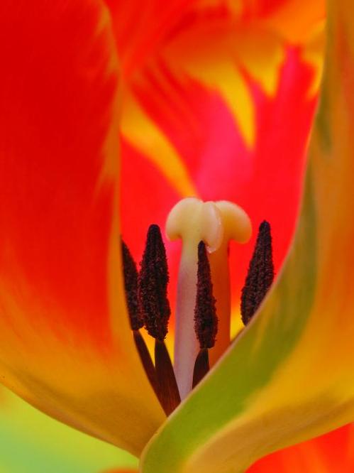 tulip-intimate-juergen-roth.jpg