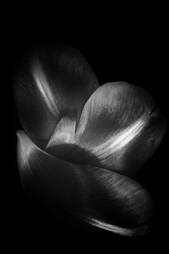 tulip-petals-1.jpg