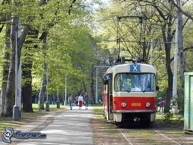 tram,-road,-trees-140598.jpg