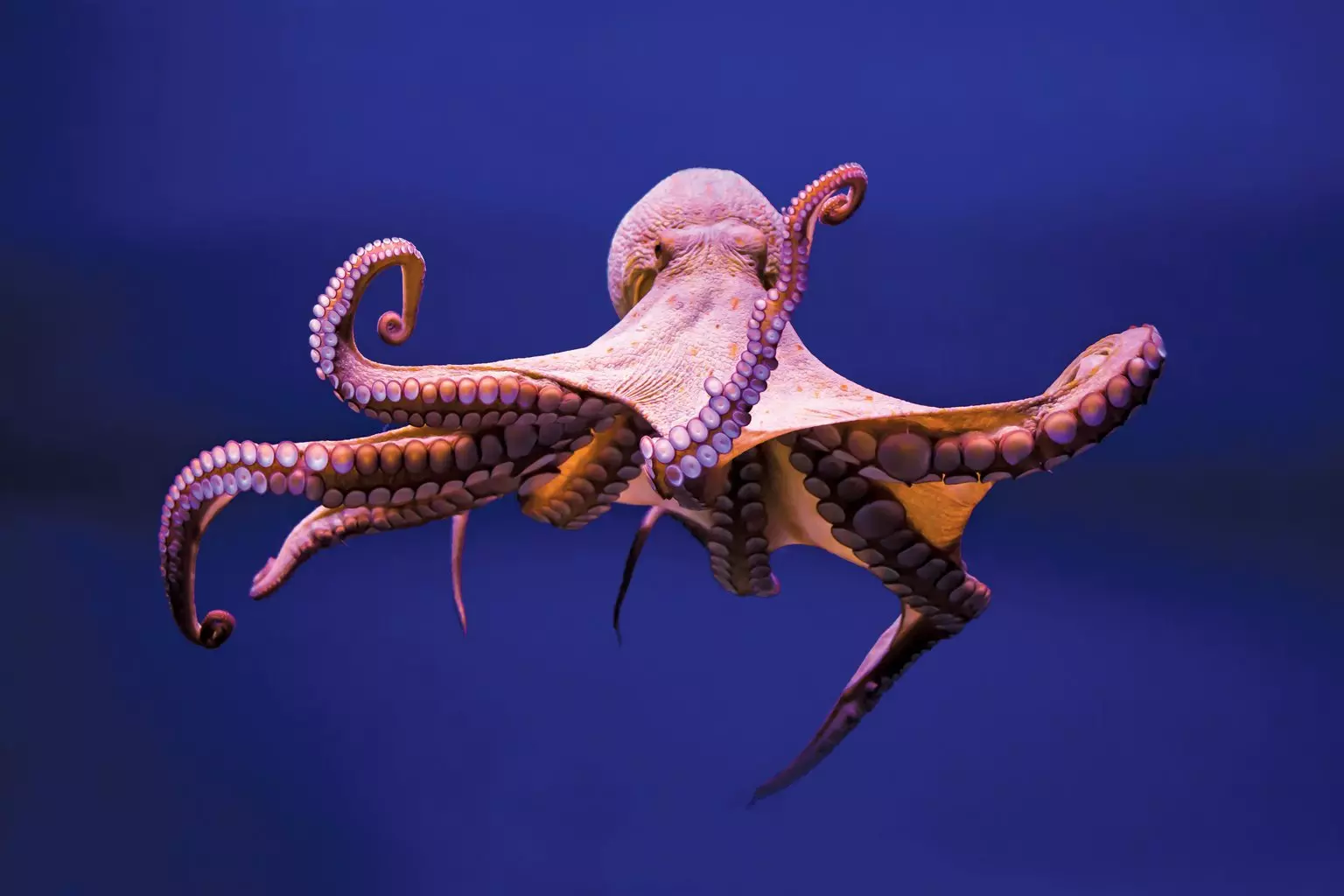 5d2856dabb364octopus.jpg