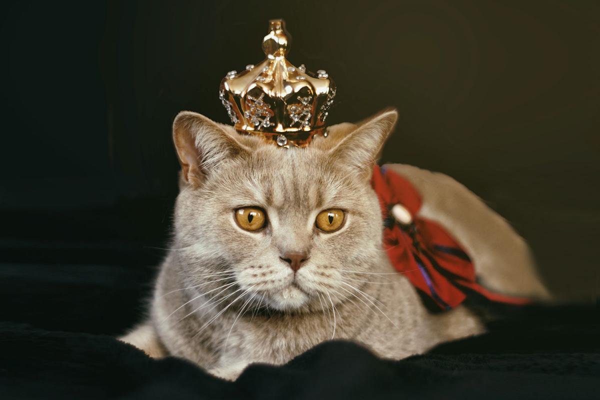 cat-with-gold-crown-1314550-1500.jpg