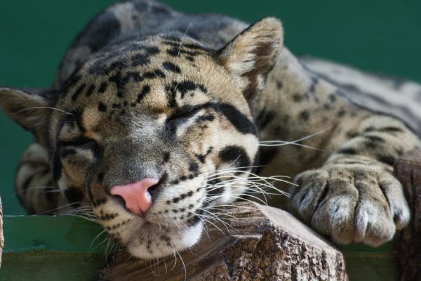 clouded-leopard-8.jpg