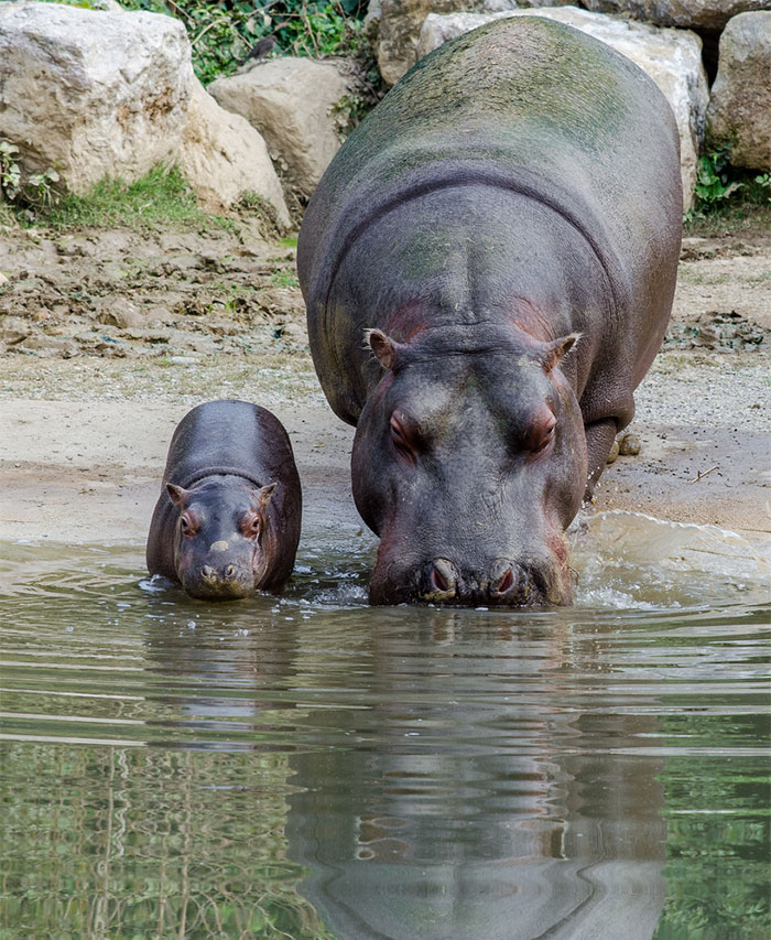 cute-baby-hippos-149-5908860cd5620_700.jpg