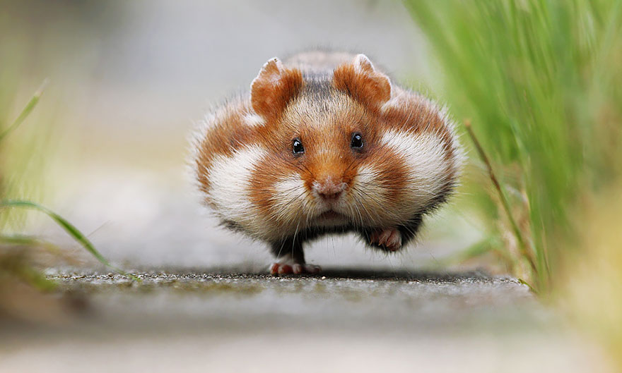 cute-hamsters-1_880.jpg