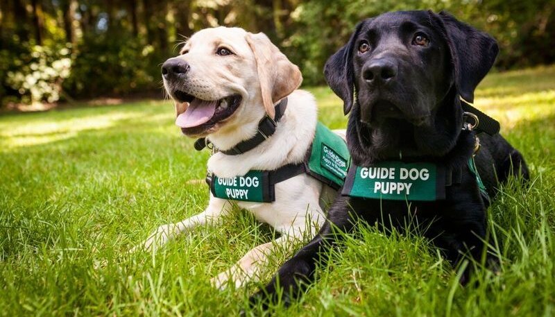 gdb-guide-dog-puppies-in-training.jpg