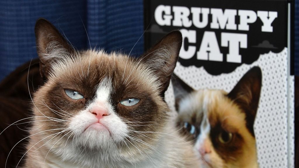 grumpy-cat-cica-macska.jpg