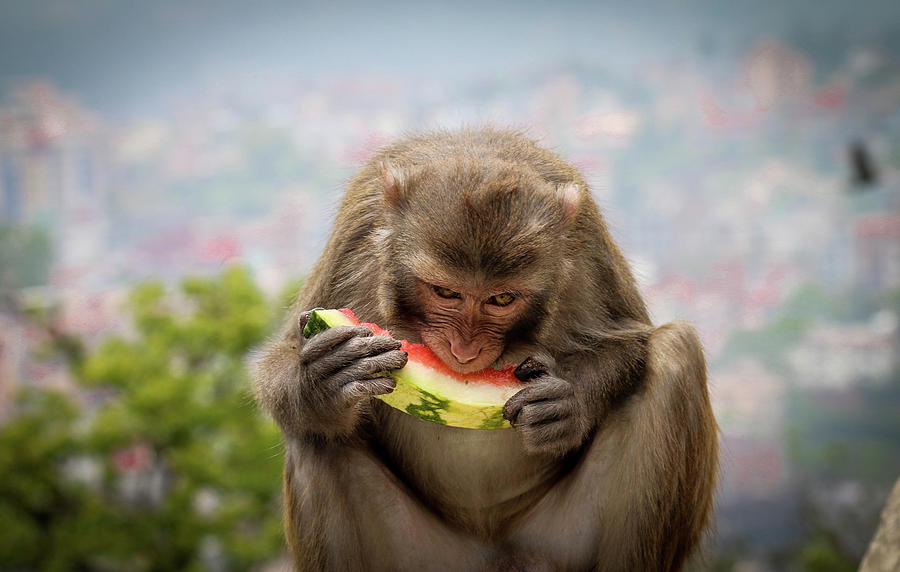 monkeys-lunch-avihay-weintraub.jpg