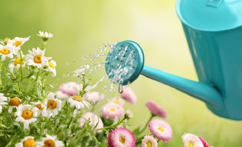 watering-and-feeding-flowers.jpg