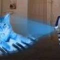 A hologramos macskák