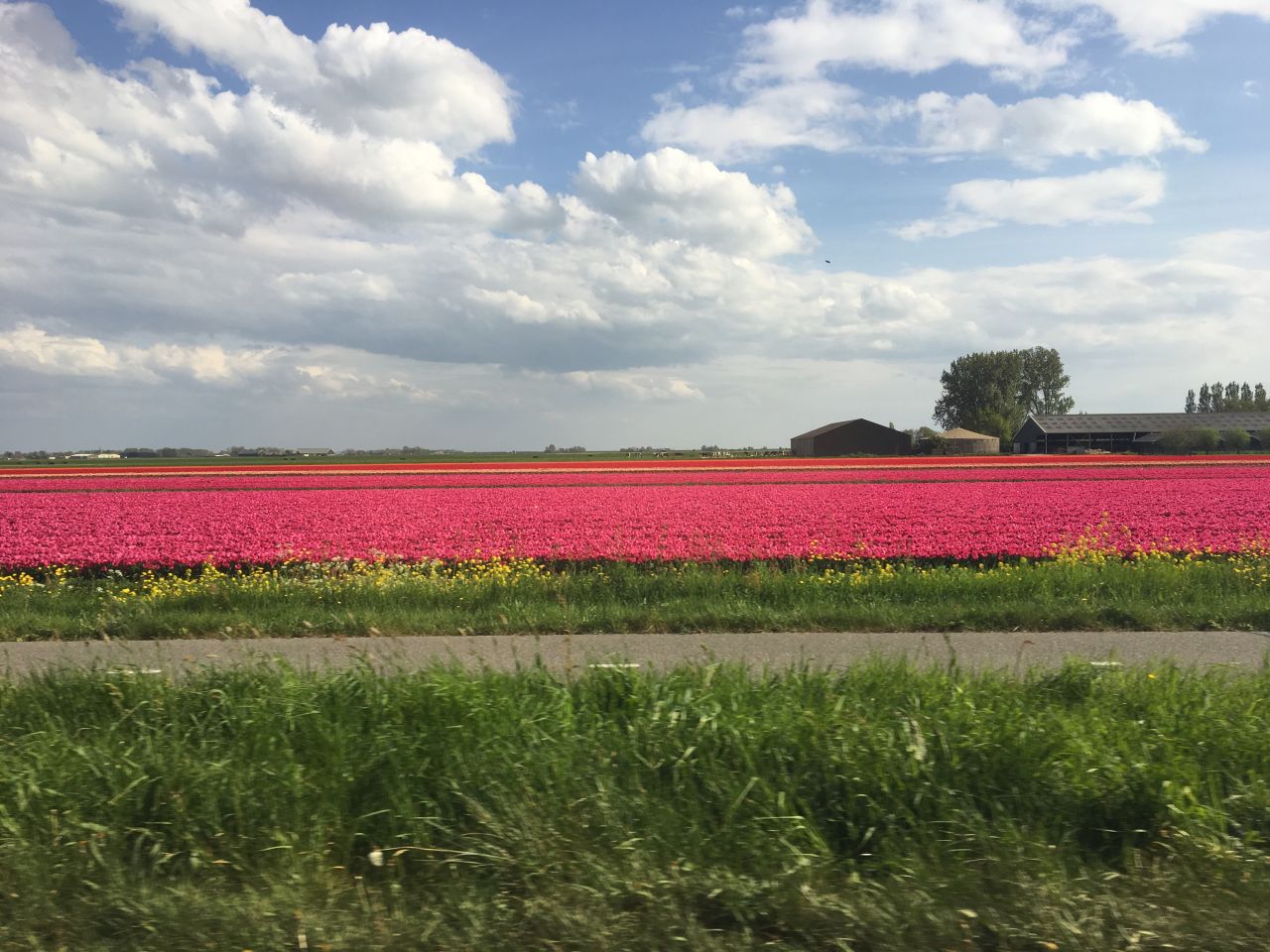 hollandia2019-tulipanfold.jpg