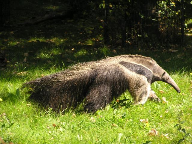 Anteater.JPG