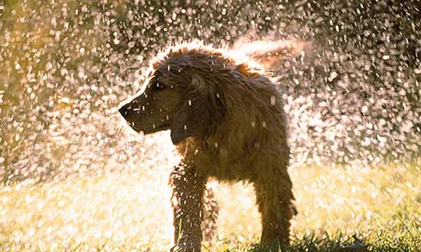 Dog-shaking-off-water-001.jpg