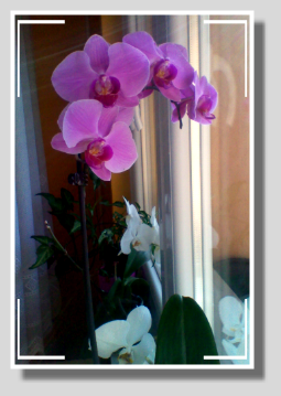 orchid.png
