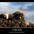 Vakond