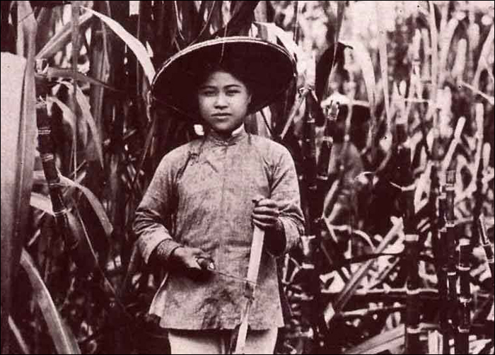 Lány egy cukornádföldön a Qing-dinasztia tajvani uralkodásának utolsó éveiben. A gépesítést megelőzően az aratómunkások a képen is látható, rövidpengéjű, késszerű vágószerszámmal metszették le majd rendezték nyalábokba a cukornádat. (Forrás: iFeng)