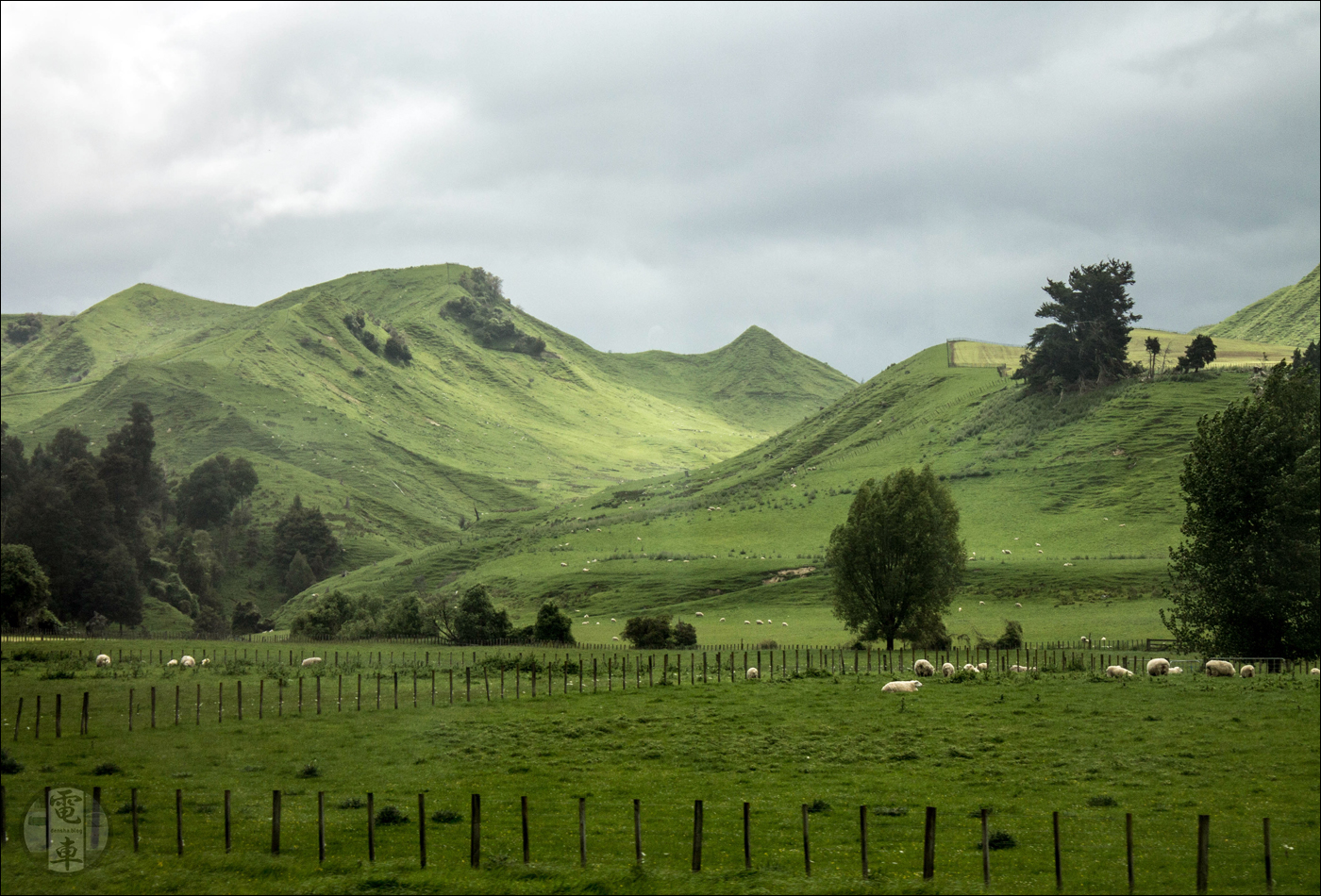 Hamisítatlan új-zélandi tájkép dombokkal és birkákkal Te Kuiti közelében.
