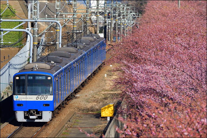 Egy harmadik generációs (1994 - 1996) Keikyu 600-as sorozatú motorvonat halad a Miurakaigan Cseresznyevirág Fesztivál (三浦海岸桜まつり, miurakaigan sakura matsuri) színhelyéül szolgáló sétálóutca mentén.