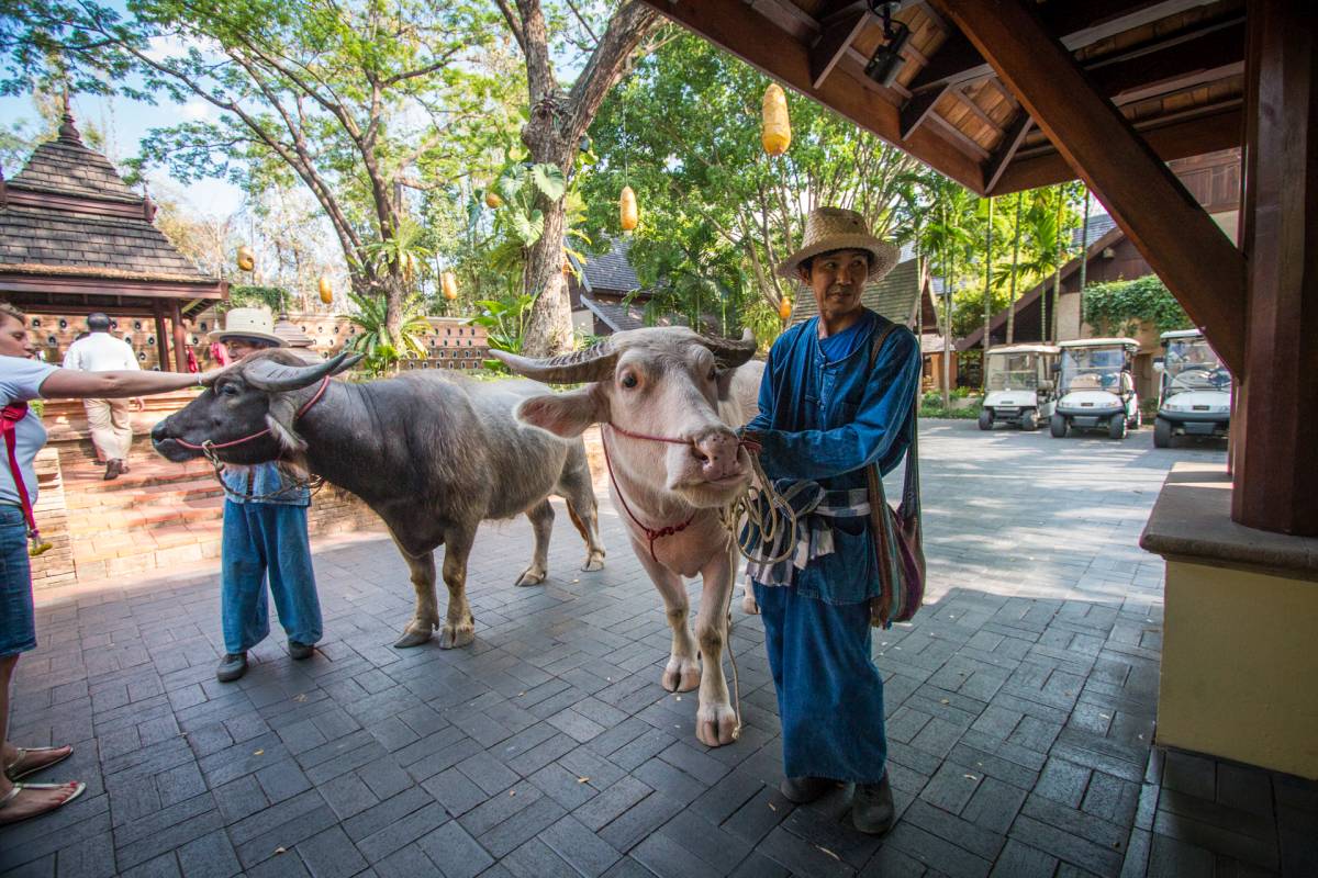 Tong, az albínó vizibivaly a Four Seasons Resort Chiang Mai főbejáratánál