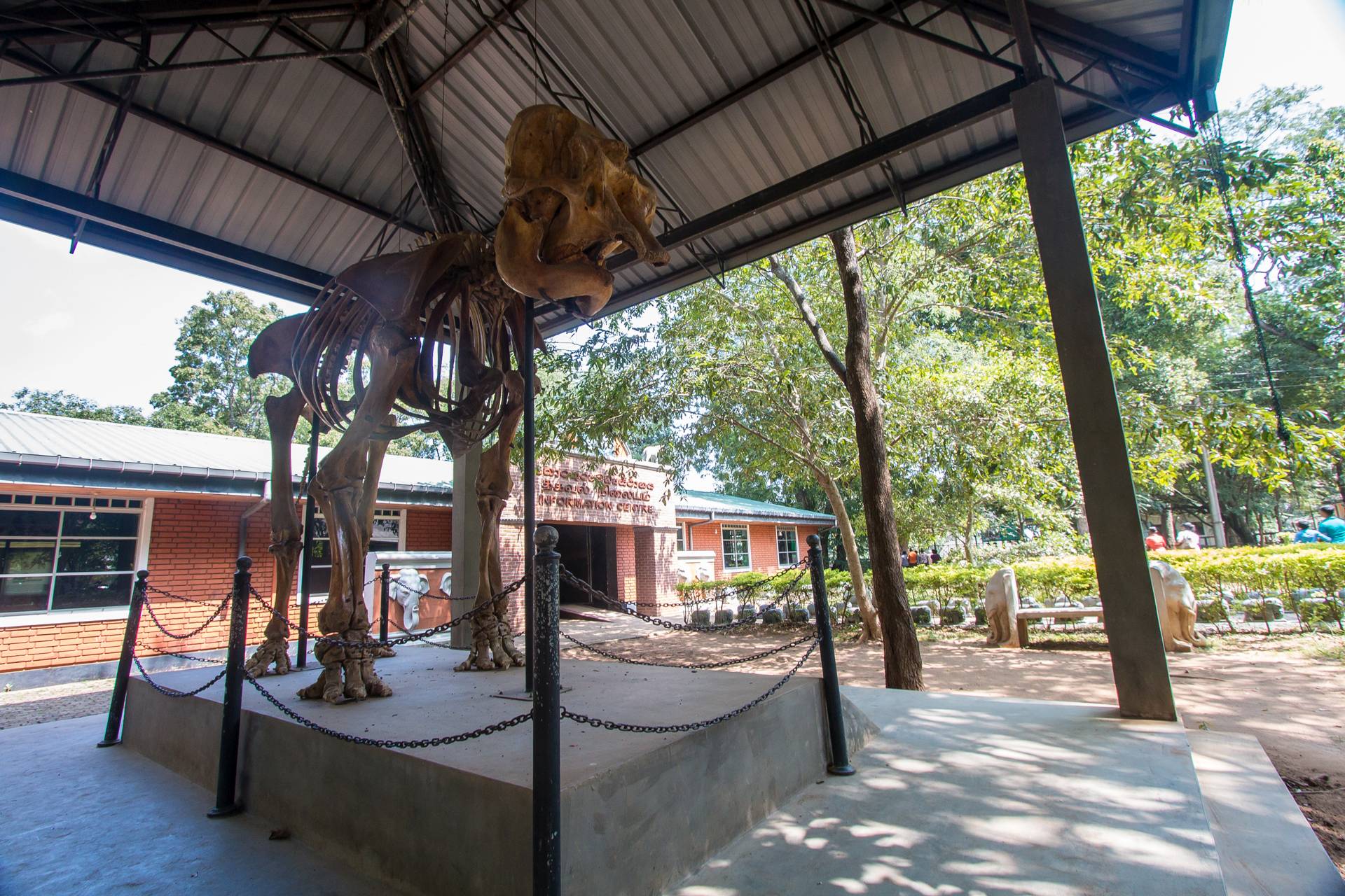 Egy kifejelett indiai elefánt csontváza az Elephant Transit Home-ban