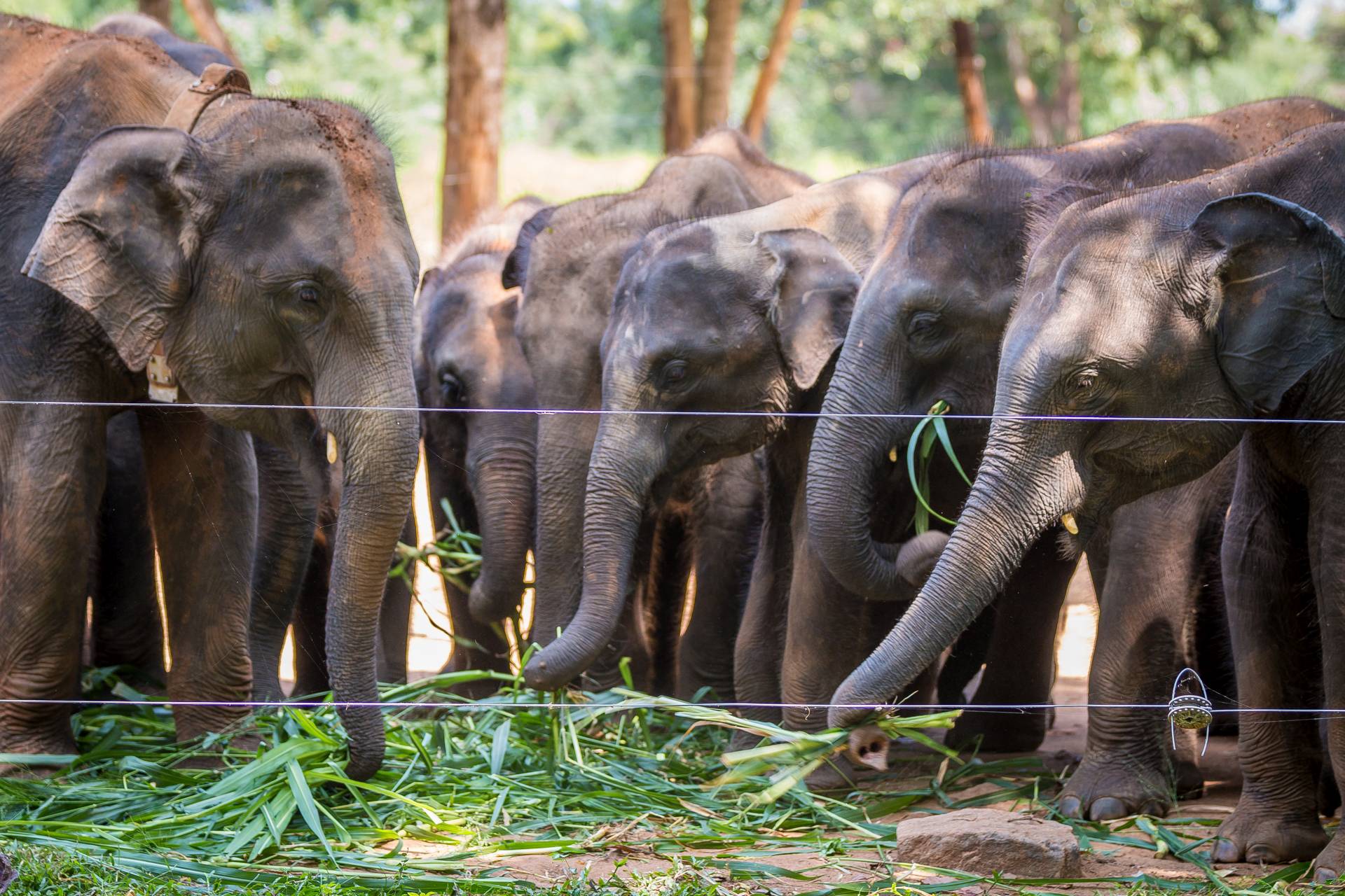 Nagyobb elefántok állják körbe és eszik meg a számukra kitett leveleket.