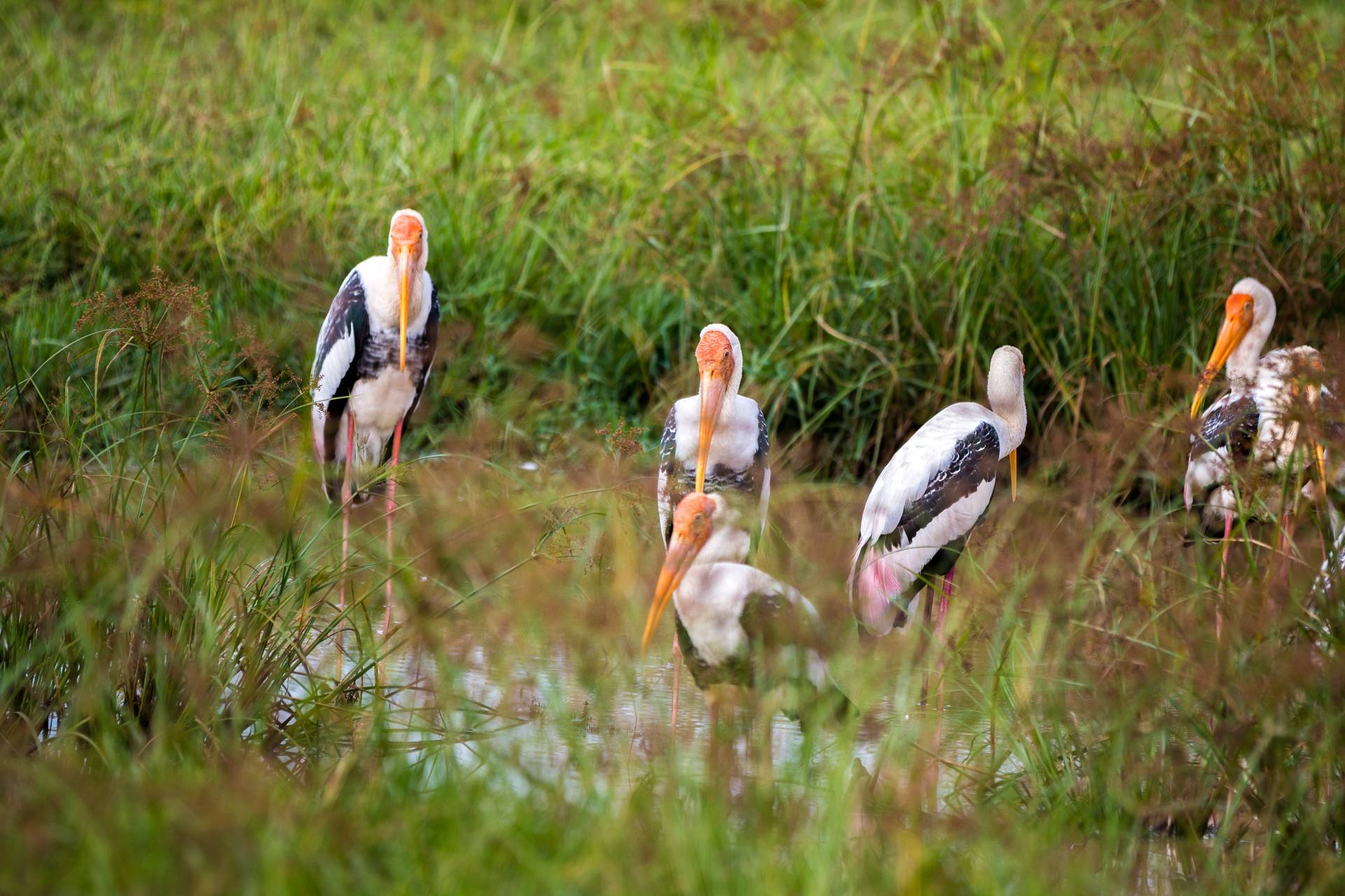 Hindu gólyák álldogálnak egy ingoványos területen.
