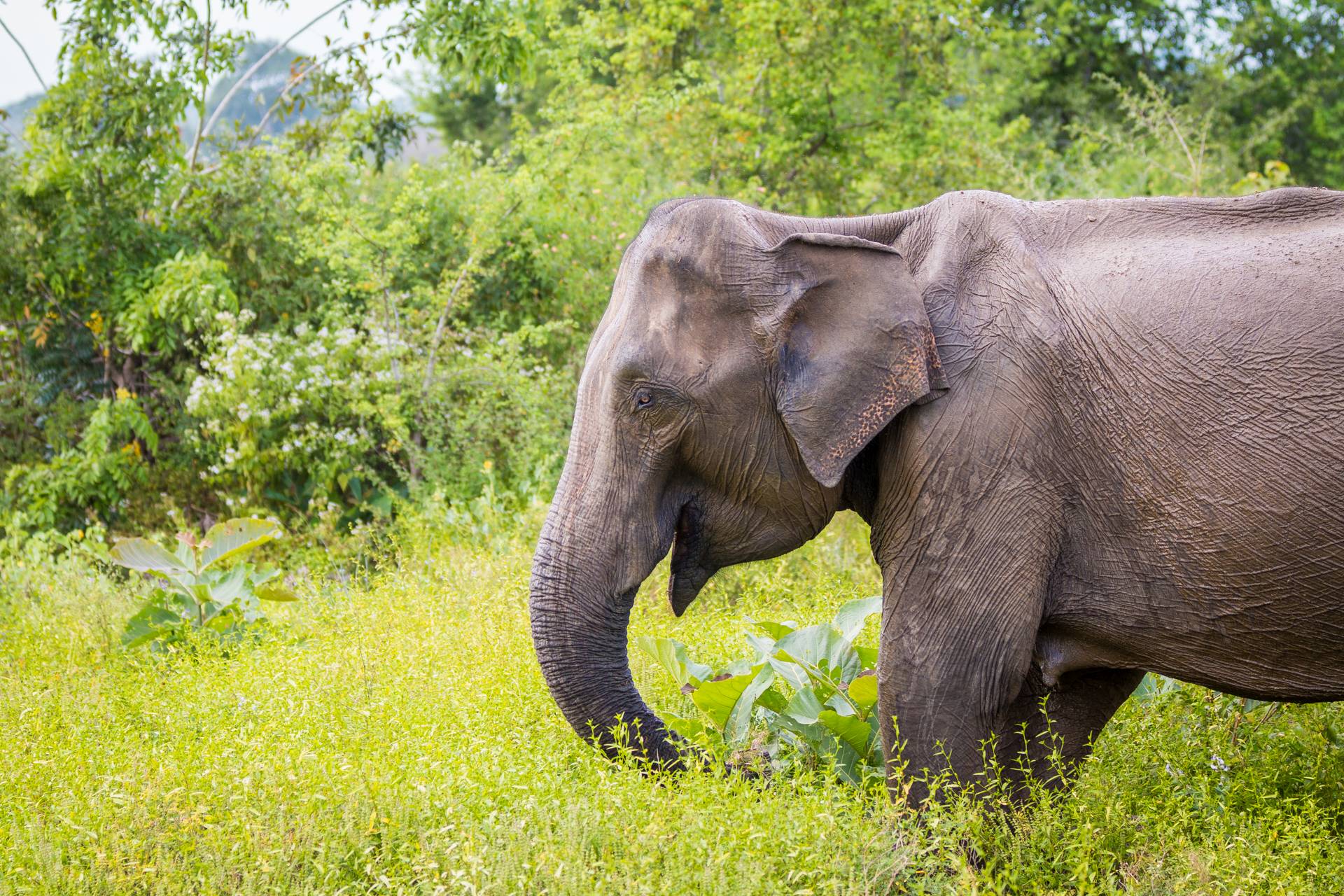 Elefánt táplálkozik a magas fűben.