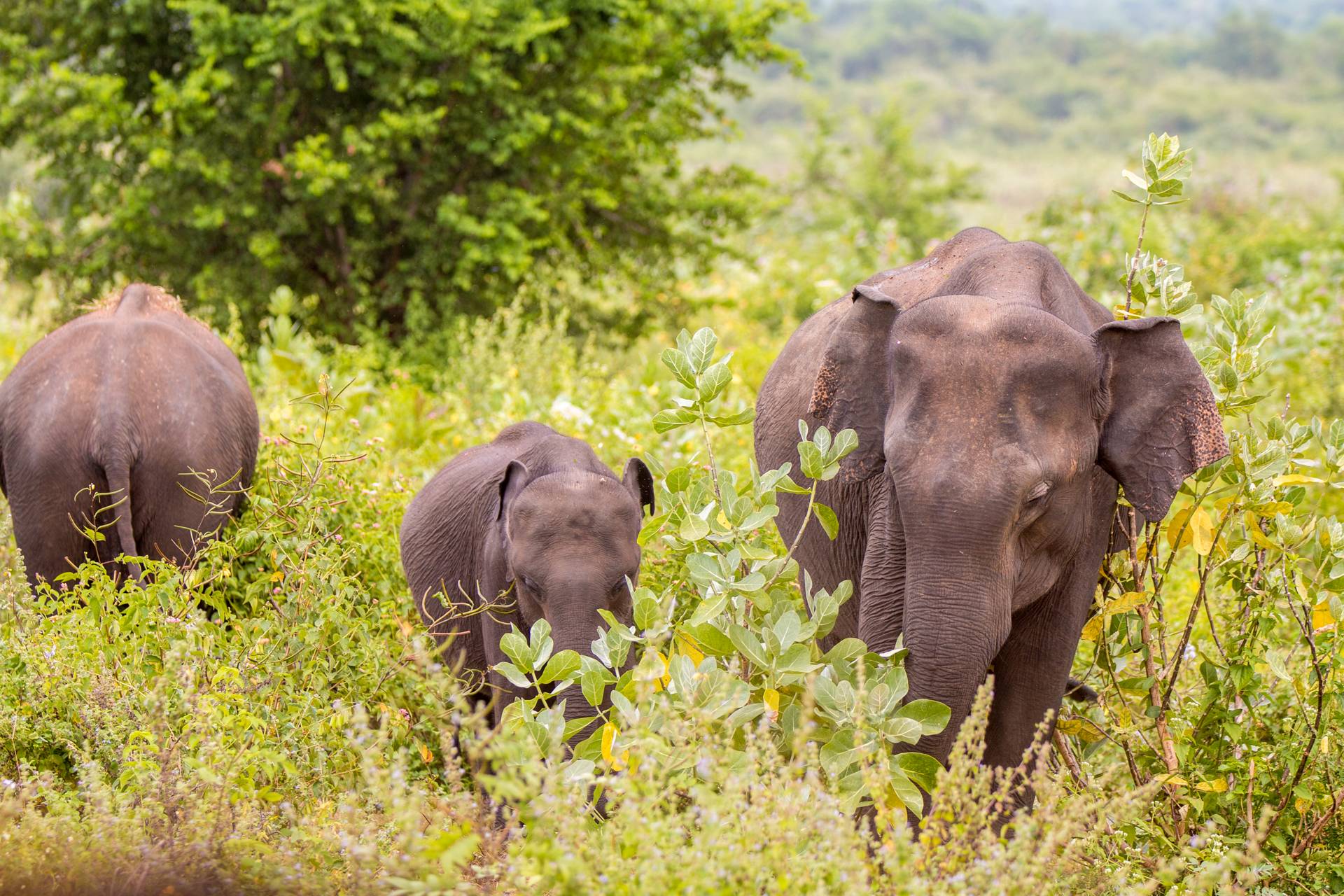 Elefántok vonulnak kicsinyeikkel.