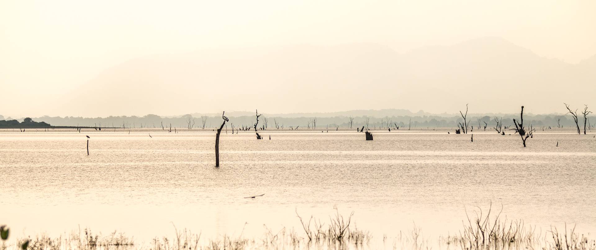 Fatörzsek állnak ki a vízből, pihenőhelyet biztosítva egy pelikánnak.