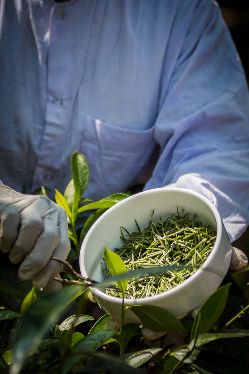 Szedik a legfrissebb hajtásokat a Virgin White Tea-hez, szigorúan kesztyűben, emberi érintést kerülve.