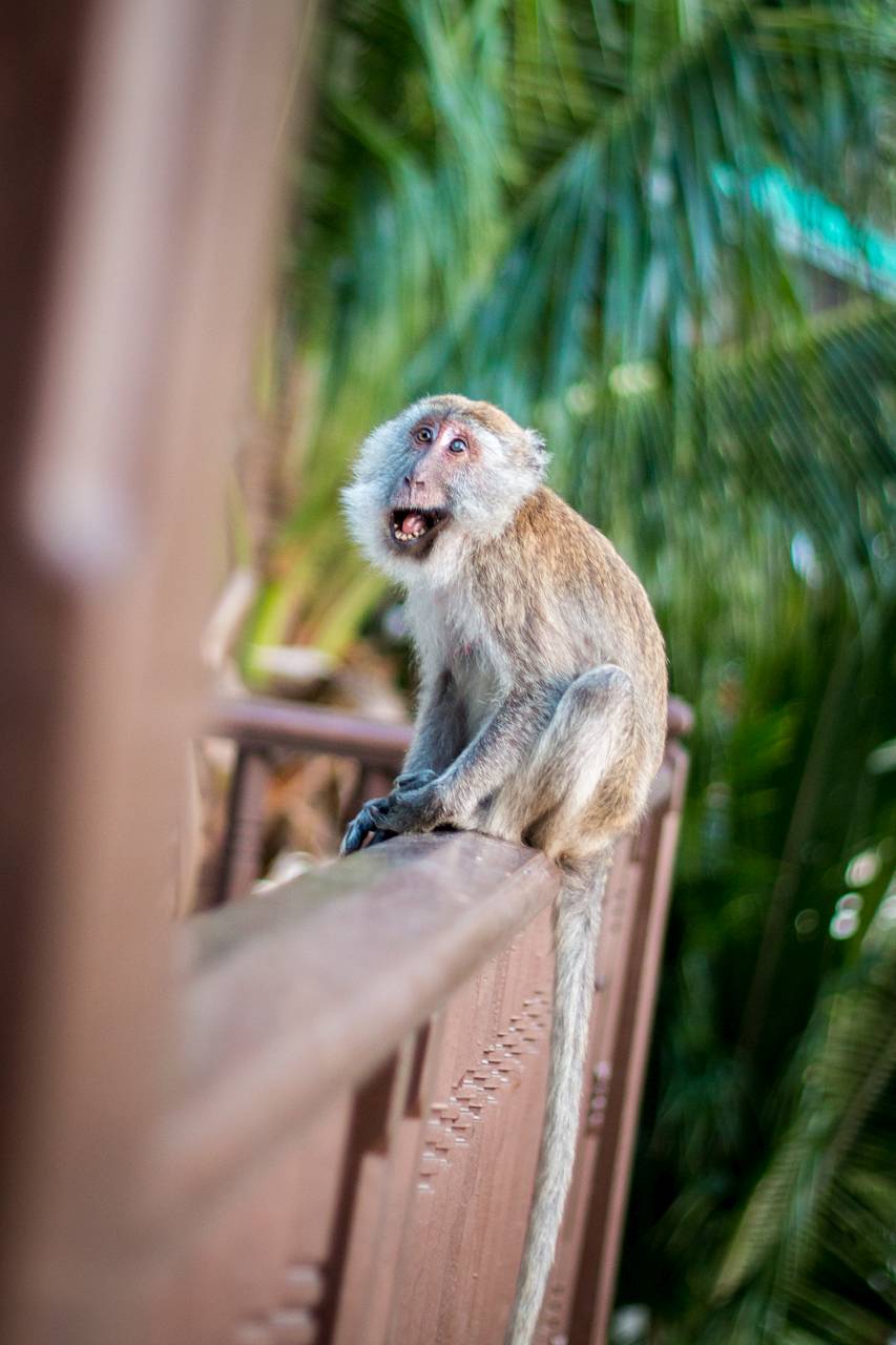 A resort mellett kezdődő nemzeti parkból az elektromos kerítés ellenére átszöknek a majmok...