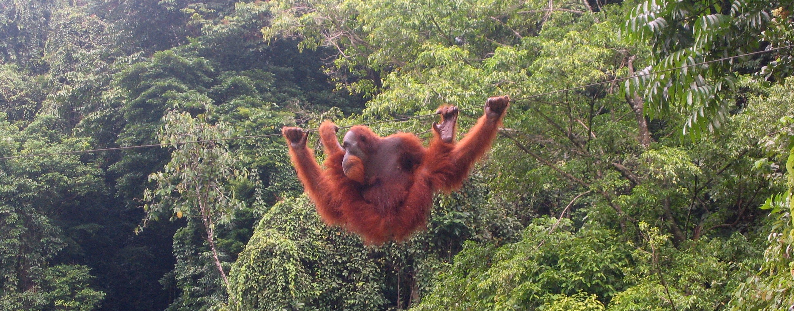 orang-utan_bukit_lawang_2006.jpg