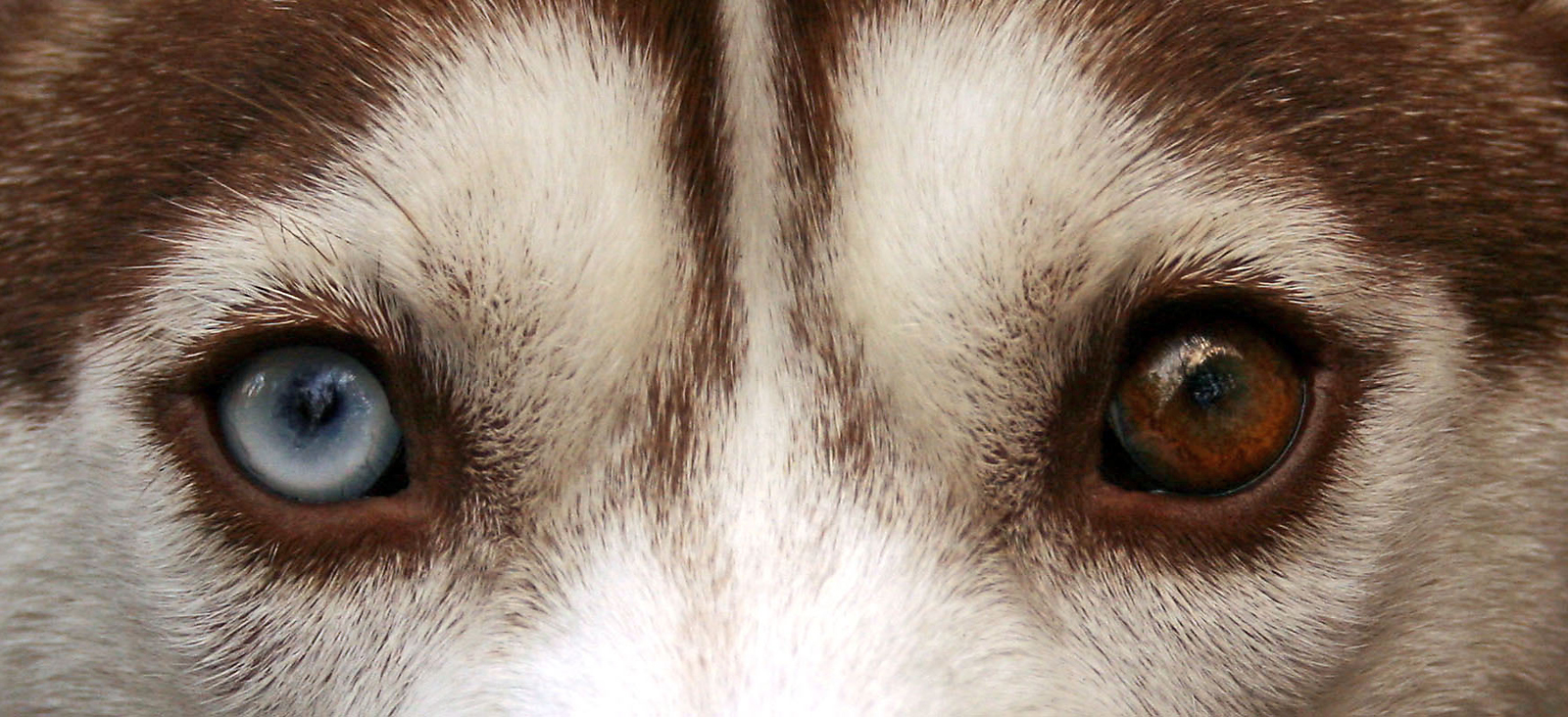 siberian_husky_heterchromia_edit.jpg