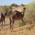 Január 28. Nouakchott - Kiffa