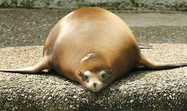 sea-lion-fat.jpg