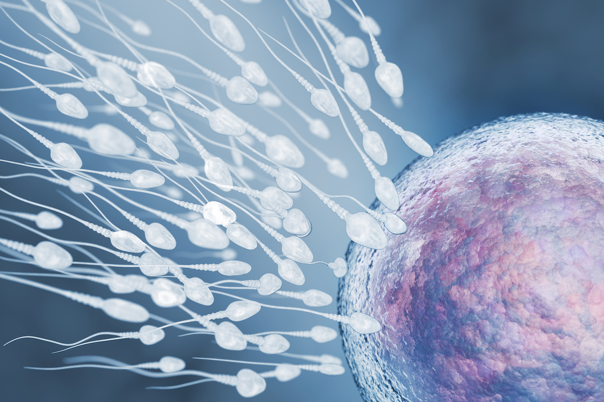 illustration-of-sperm-and-egg-cell-pz9rx9s.jpg