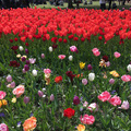 Utolsó állomások: Keukenhof és Ütrecht