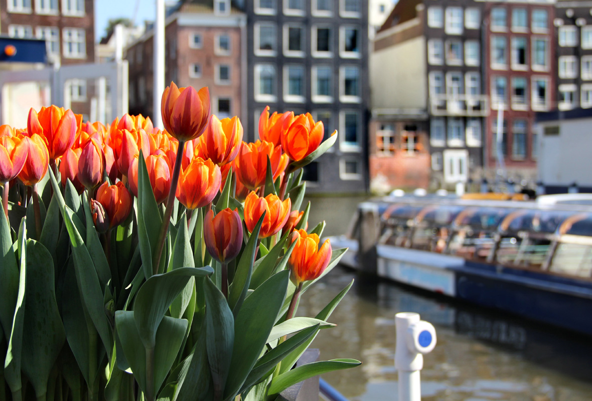 expatexplore_amsterdam_tulips.jpg