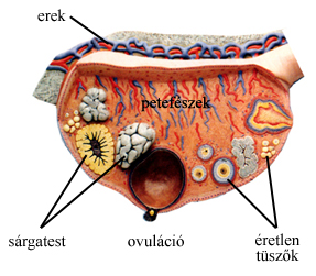 tudasbazis_sulinet_hu.jpg