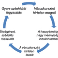 Diétás Alapok 1. - A szénhidrátokról emberi nyelven