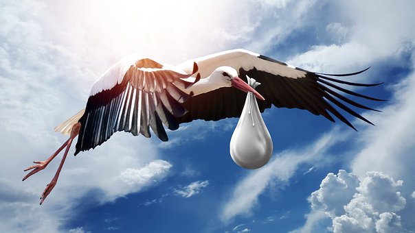 golya_babavalbird-3058712_340.jpg