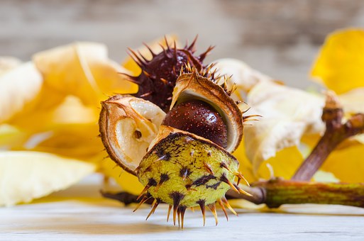 vadgesztenyechestnut-1208276_340.jpg