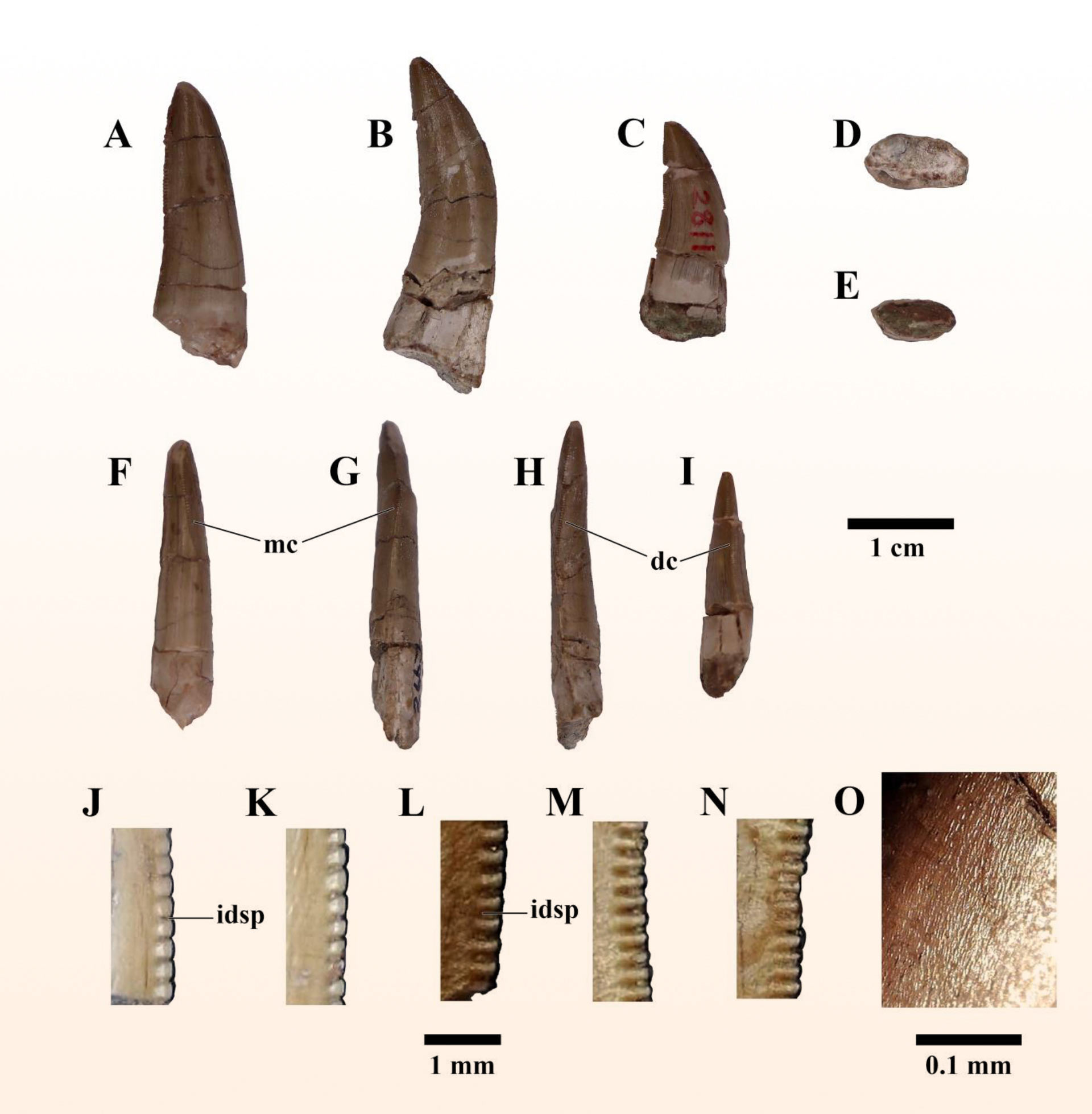 3_image_13080_2e-thai-tyrannosauroid.jpg