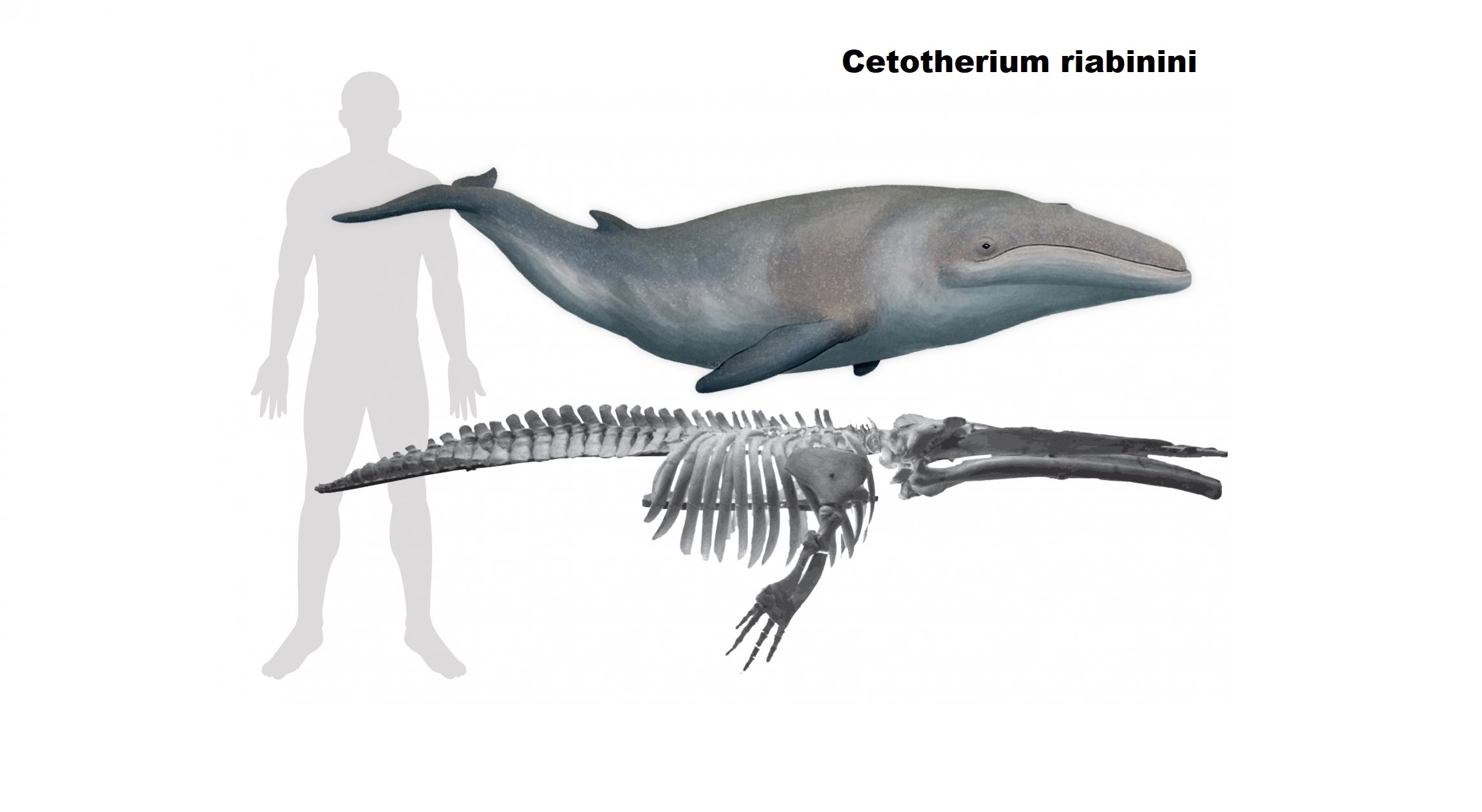 cetotherium_riabinini.jpg