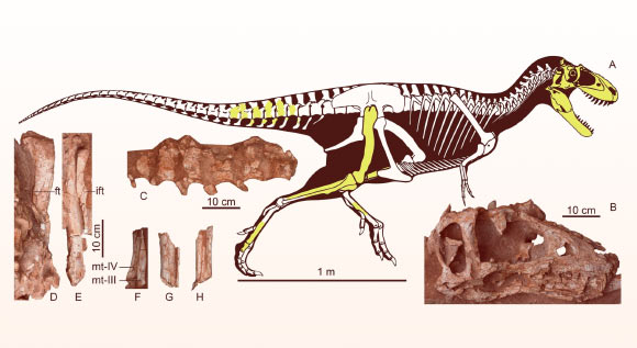 image_13131-asiatyrannus-xui.jpg