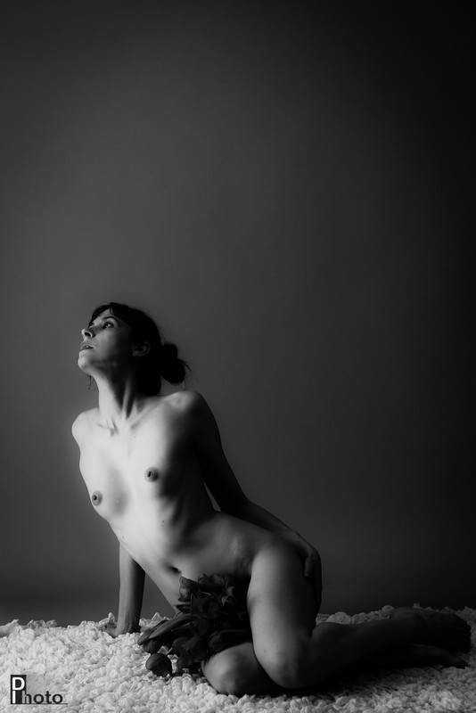 Tripont