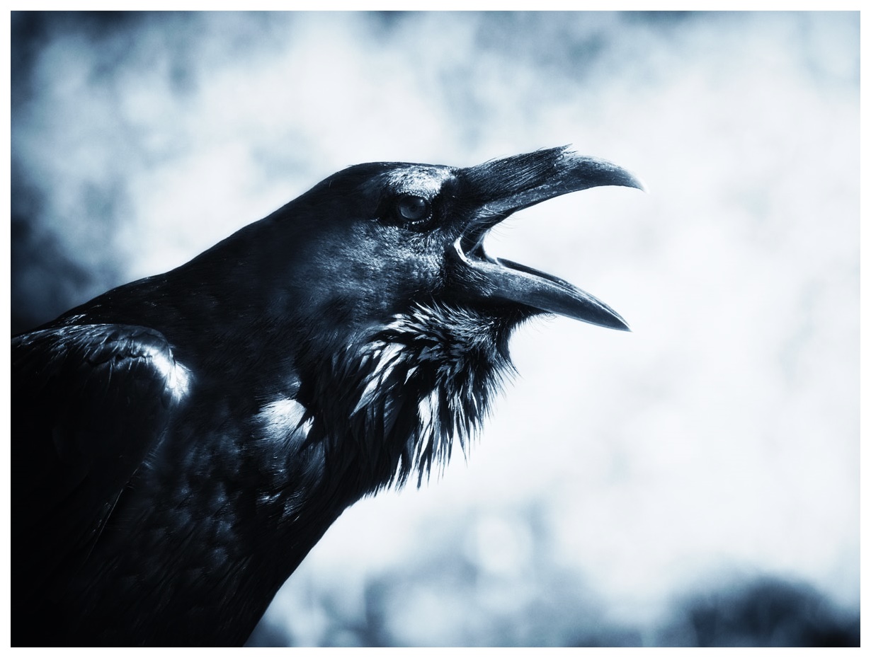 raven-spirit-animal.jpg
