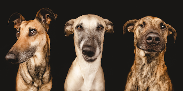 Silly-and-playful-dog-portraits-feeldesain-09.png