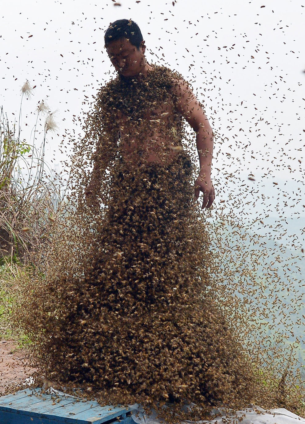 bees10.jpg