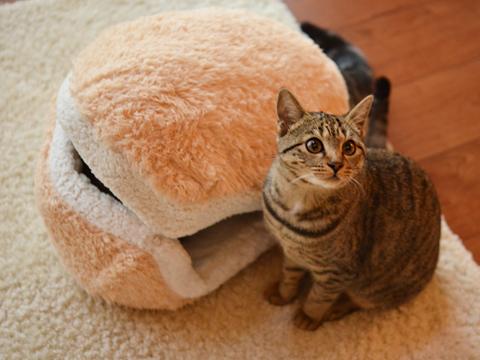 cat-burger-bed-maru-4.jpg